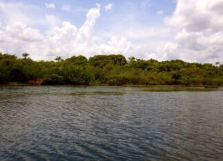 Cientistas Encontram Indícios de Agricultura de 4500 anos na Amazônia