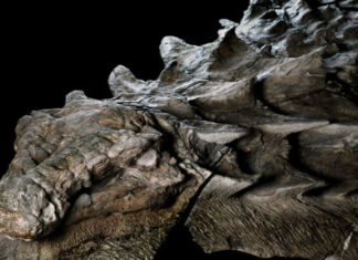 O Incrível Dinossauro Mumificado de 110 Milhões de Anos