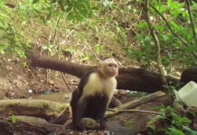 Um grupo de macacos-prego do Panamá entrou na “Idade da Pedra”