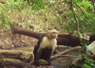 Um grupo de macacos-prego do Panamá entrou na “Idade da Pedra”