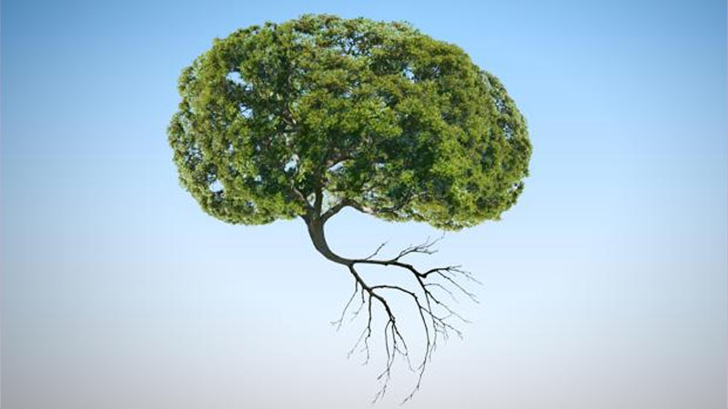 curioustuff_plants-1