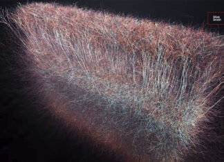 Scientists discover a Multidimensional Universe inside the brain