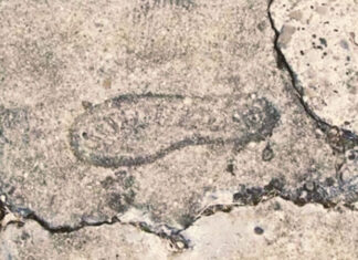 The Mysterious 15 Million Years-Old of Footprint