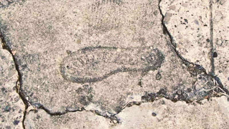 The Mysterious 15 Million Years Old Of Footprint • Curioustuff