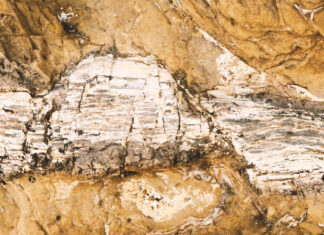 290 million-year-old fossilized forest discovered in southern Brazil