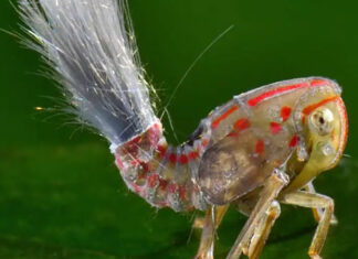 Mysterious insect with tuft of hair found in Suriname