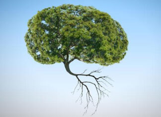The Intelligence of Plants
